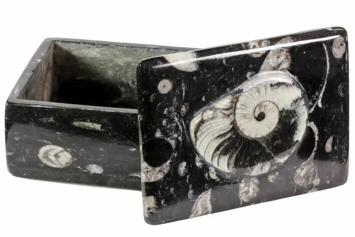 Fossil Orthoceras/Goniatite Box (Rectangle) - Stoneware #70729
